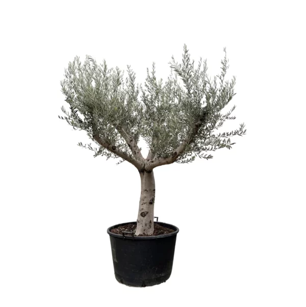 Location olivier 250–300 cm – Ambiance méditerranéenne pour vos événements à Marche-en-Famenne