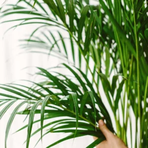 Plantes
