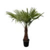Plante vivante, Palmier, haut de 150 à 200cm