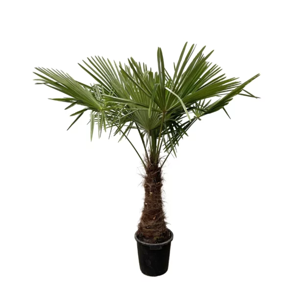 Plante vivante, Palmier, haut de 150 à 200cm