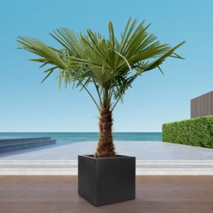 Plante Vivante