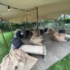 Photo de la table basse en bois brut en location