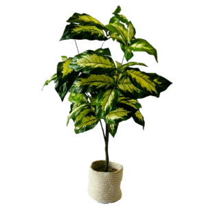Dieffenbachia (canne muette) - Plante artificielle 80 cm