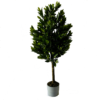 Laurier en pot