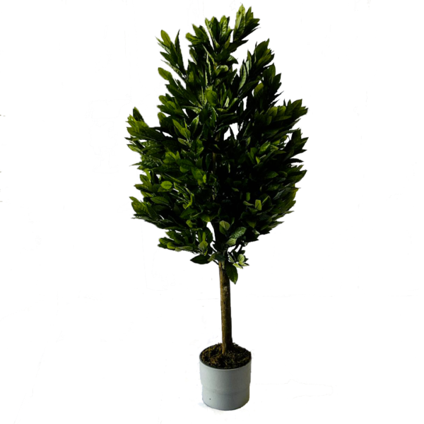 Laurier en pot