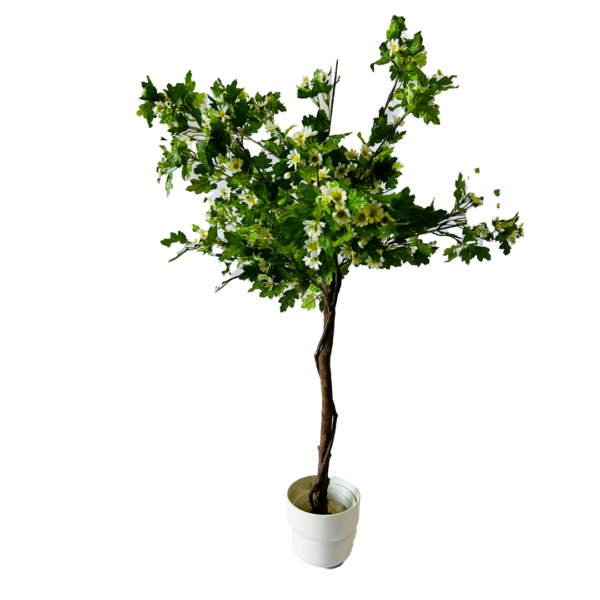 Plante à fleur blanche avec pot