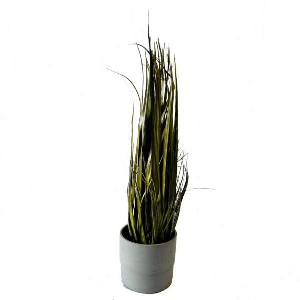 Herbes des champs en pot